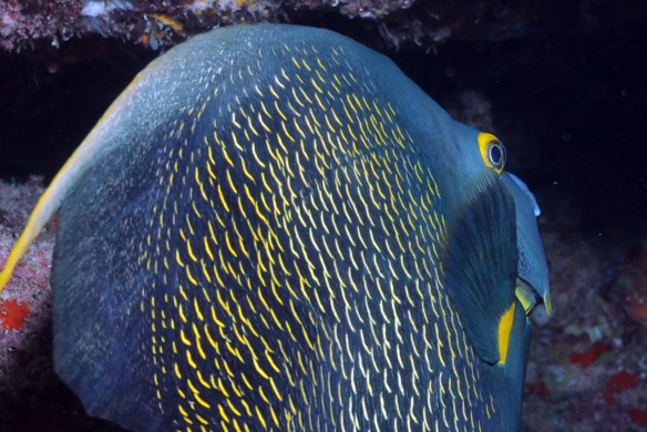 angel fish close
