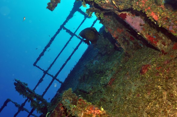 angel fish naufragio