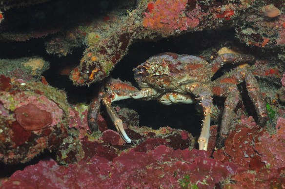 carangueijo maedafoca