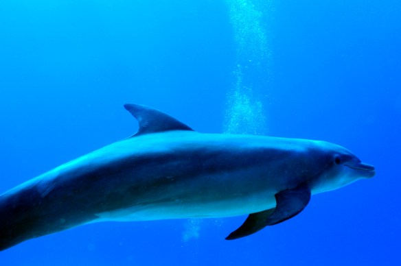 dolphin 6