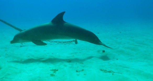 dolphins chain