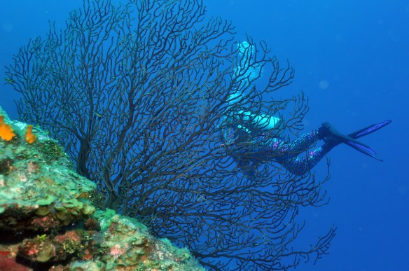 gorgonia and shelley