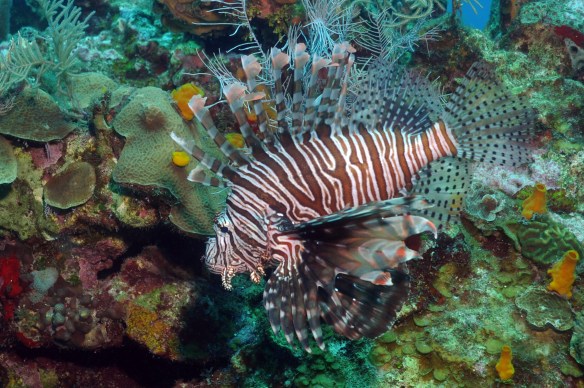 lion fish de lado 2