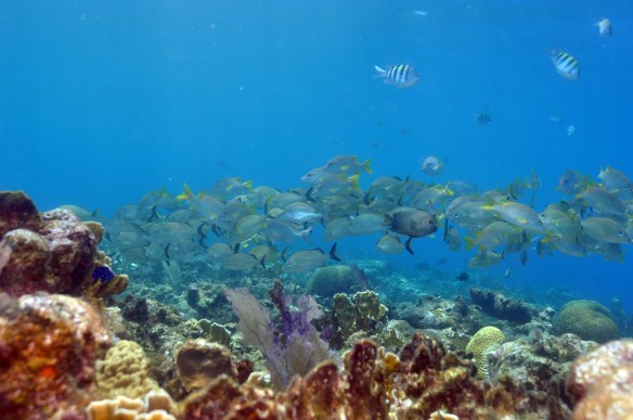 nao tem peixe nessa porra