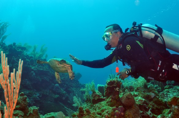 robson e tartaruga 2